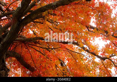 Perfekt für Werbung, Websites und Artikel Stockfoto