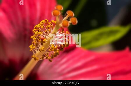 Perfekt für Werbung, Websites und Artikel Stockfoto