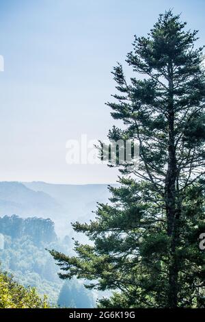 Blick vom Panoramaautobahn mit Blick auf die Muir Woods und die Marin Hills. Hohe Pinien im Vordergrund, rauchig atmosphärische Berge im Hintergrund Stockfoto