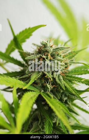 Blühende Marihuana-Pflanze mit frühen weißen Blüten, Cannabis-Sativa-Blättern, Marihuana. Stockfoto