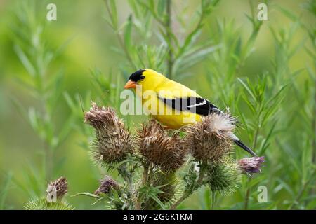 Amerikanischer Goldfink (Spinus tristis), auf Thistle (Cirsium arvense) Stockfoto