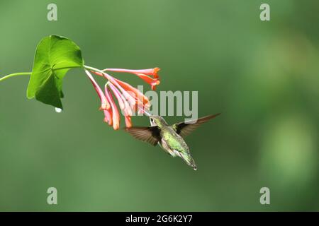 Weiblicher rubinghalsier Kolibri besucht Geißelblüten, um sich von Nektar zu ernähren Stockfoto