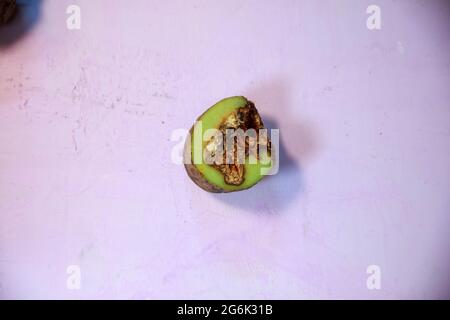 Schlechte Kartoffeln durch Fäule und Pilz betroffen. Kartoffelkrankheiten. Verderb von Kartoffeln durch unsachgemäße Lagerung. Stockfoto