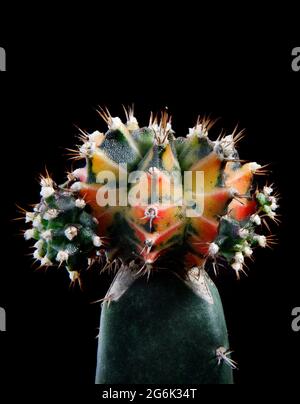 Schöne Vielfalt von Hybrid gymnocalycium mihanovichii Stockfoto