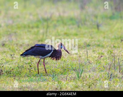 Abdims Storch in der Savanna Stockfoto