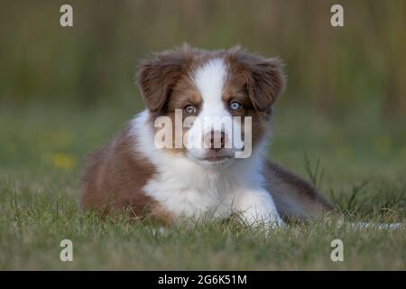 Australian Shepherd Welpen Stockfoto
