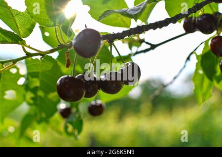 Rote Beerenkirsche auf grünem Laub. Selektiver Fokus Stockfoto