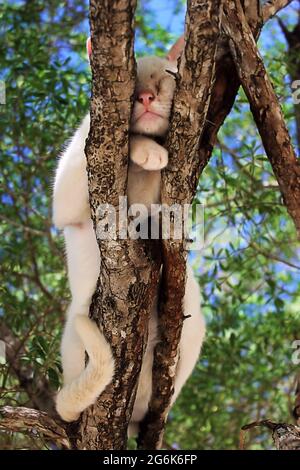 Bild einer verlassenen Katze in einem Baum auf einer Insel auf den Philippinen Stockfoto