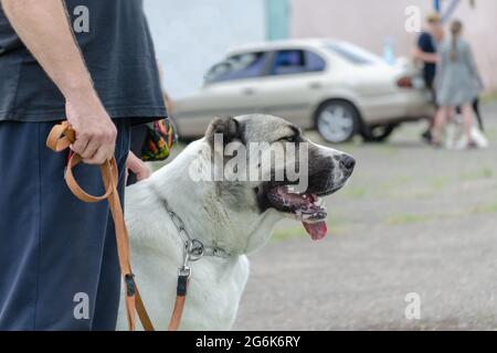 Mittlerer Abschnitt von Mann und Alabai, die neben ihm sitzen. Besitzer, der sein erwachsenes Haustier an einer orangefarbenen Leine führt. Zentralasiatischer Schäferhund. Seitenansicht. Tagsüber. Stockfoto