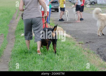 Eine Gruppe von Menschen gehen mit ihren Haustieren im Hundepark spazieren. Hunde verschiedener Rassen und Altersgruppen spielen auf dem grünen Gras. Hundeliebhaber. Tagsüber. Stockfoto