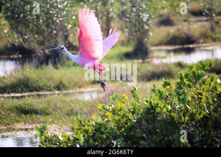 Ein rosa Löffel mit Flügeln, die aus dem feuchten Land Sumpf Wasser in Flordia abheben Stockfoto