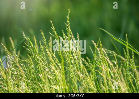 Blick auf Gras Garten Konzept für die Herstellung von grünen Bodenbelag verwendet, Rasen für das Training Fußballplatz, Grass Golfplätze grünen Rasen Muster texturierten backgrou Stockfoto