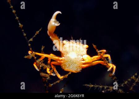 Gekrönte Korallenkrabbe, Quadrella coronata. Weibchen mit Eiern. Tulamben, Bali, Indonesien. Bali Meer, Indischer Ozean Stockfoto