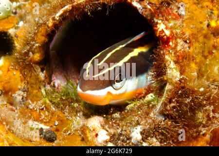 Fangblenny Bluestriped, Plagiotremus rhinorhynchos, Peering aus einem Loch im Riff. Tulamben, Bali, Indonesien. Bali Sea, Indischer Ozean Stockfoto