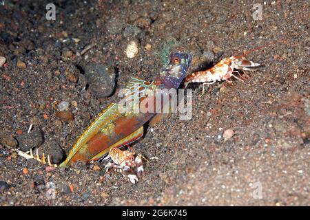 Breitblättriger Shrimpgoby, Amblyeleotris latifasciata und zwei Commensal Alpheid-Garnelen, Alpheus bellulus. Tulamben, Bali, Indonesien Stockfoto