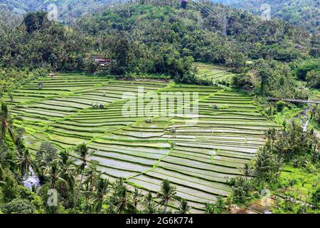 Reisfelder, Pupuuan, Nord-Bali, Indonesien Stockfoto