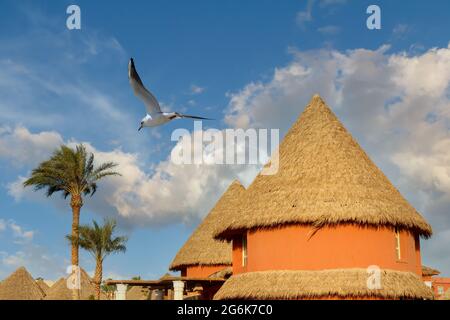 Sommer-Rundhütten mit Strohdächern, fliegenden Möwen und Palmen vor dem Hintergrund des blauen Himmels. Sommerferien Konzept. Stockfoto