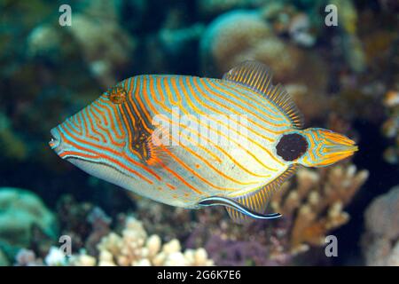 Orangefarbener Triggerfisch, Balistapus undulatus wird von Blue Streak Cleaner Wrasse, Labroides dimidiatus gereinigt. Tulamben, Bali, Indonesien. Stockfoto