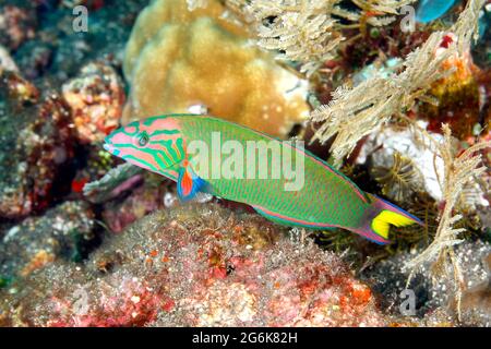 Mondwrasse, Thalassoma lunare. Auch bekannt als Crescent Wrasse oder LyRetail Wrasse.Tulamben, Bali, Indonesien. Bali Meer, Indischer Ozean Stockfoto