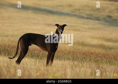 Schwarzer Mudhol Hund, indischer Hunderasse, Satara, Maharashtra, Indien Stockfoto