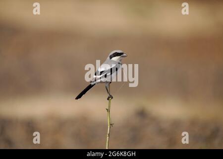 Iberischer Grauwürger, Lanius meridionalis, Satara, Maharashtra, Indien Stockfoto