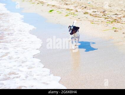 Der Hund läuft am Strand entlang. Terrier auf weißem Sand am Wasserrand. Bootsfahrten mit Haustieren. Stockfoto