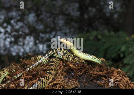 Verzierte fliegende Baumschlange, Chrysopelea ornata, Karnataka Indien Stockfoto