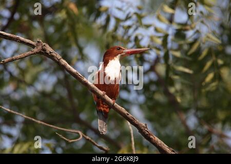 Weißer Eiskehler, Halcyon smyrnensis, Satara, Maharashtra, Indien Stockfoto