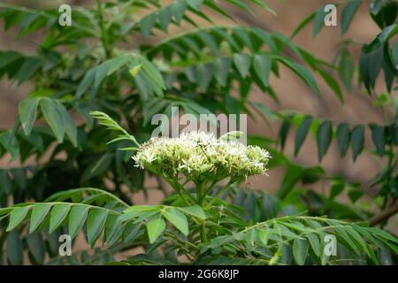 Blumen von Currey Tree, Murraya koenigii, Satara, Maharashtra, Indien Stockfoto