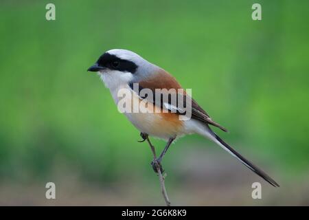 Langschwanzwürger, Lanius schach, Satara, Maharashtra, Indien Stockfoto