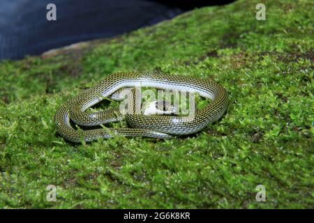 Zwillingsschlange mit gefleckten Wölfen, Lycodon jara, Assam, Indien Stockfoto