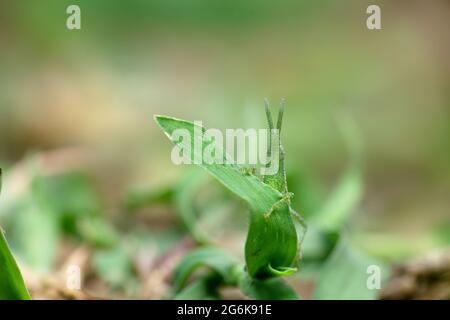 Giant Green Slantface, Acrida conica, Satara Maharashtra Indien Stockfoto