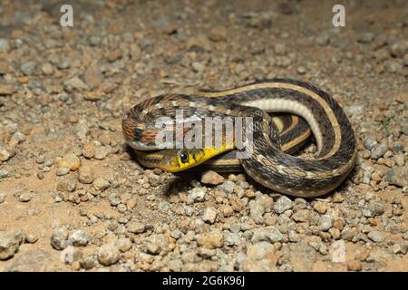 Orange Farbe Morph von Buff gestreiftem Kielback, Amphiesma stolatum, Satara, Maharashra, indien Stockfoto