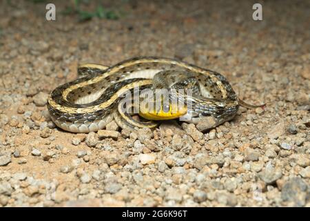 Himmelblaue Farbmorphe von buffsteingestreiftem Kielback, Amphiesma stolatum, Satara, Maharashtra, indien Stockfoto
