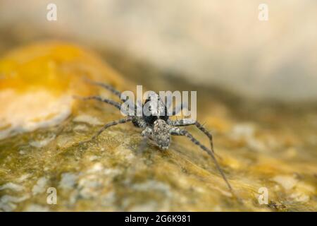 Dorsale Ansicht von Thin Legged Wolf Spider auf Algen, Pardosa-Arten, Satara Maharashtra Indien Stockfoto