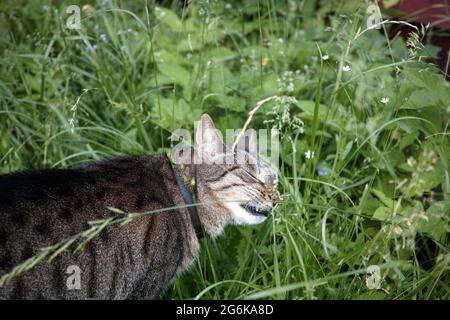 Eine Katze, die Gras frisst, Nahaufnahme im Freien Stockfoto