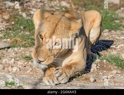 Porträt einer jungen Löwin im Chobe National Park, Botswana Stockfoto