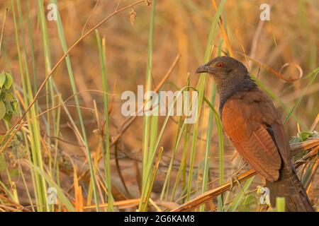 Der größere Kukkenfaasan oder Krähenfaasan ist ein großes nicht-parasitäres Mitglied der Kuckuckordnung der Vögel, der Cuculiformes, Centropus sinensis India. Stockfoto