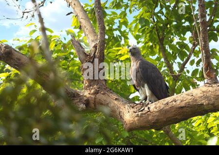 Der kleine Fischadler, Haliaeetus humilis, kommt auf dem indischen Subkontinent vor allem in den Ausläufern des Himalaya und in Südostasien, Indien, vor Stockfoto