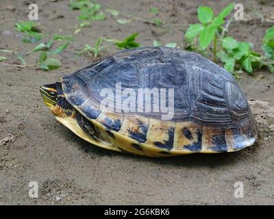 Cuora amboinensis, Malayische Kastenschildkröte, Assam, Indien. Nur in Tiefland-tropischen Regenwaldgebieten Südostasiens gefunden. Anfällig Stockfoto