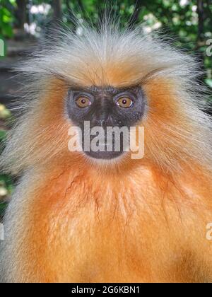 Gee's goldener Langur, Trachypithecus geei, Assam, Indien. Gefunden in einer kleinen Region des westlichen Assam, Indien und in den benachbarten Ausläufern der Schwarzen Stockfoto