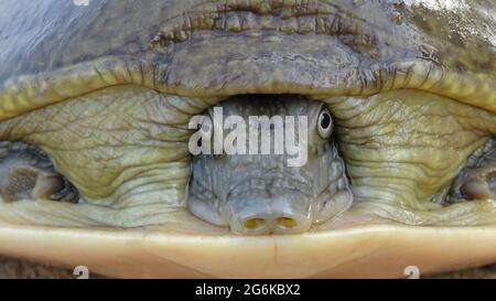 Indische Flapshell Schildkröte Nahaufnahme des Gesichts, Lissemys punctata (Bonnaterre, 1789), Rajasthan, Indien. Anfällig. Terrestrisch, Süßwasser Stockfoto