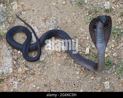 Die indische Kobra, auch bekannt als Brillenkobra, Asiatische Kobra oder Binocellatkobra, Naja naja, Rajasthan, Indien. GIFTIG Stockfoto