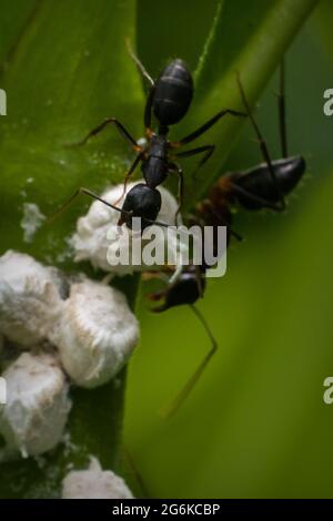 Eine Kolonie von schwarzen Ameisen, die sich auf Blattlauseiern auf einem Strauch in einem Park in Mumbai, Indien, ernähren Stockfoto