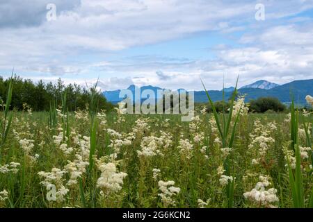 Blick in das Murnaus Moos mit weiß blühenden Blumen im Vordergrund und bewölktem Himmel Stockfoto