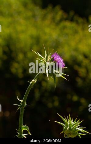 Variegated Artischocke, Degagnac, Lot Department, Frankreich Stockfoto