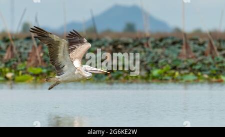 Spot-billed Pelican im Flug über der Wasseroberfläche Stockfoto