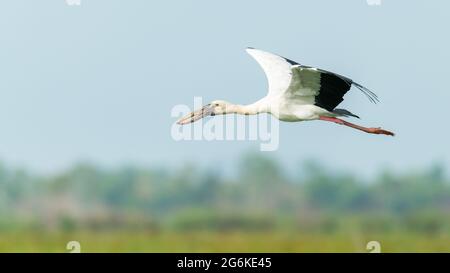 Asiatischer Openbill Stork im Flug, der seine Flügel ausdehnt Stockfoto