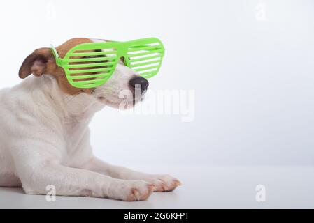 Jack russell Terrier Hund in stilvoller grüner Brille auf weißem Hintergrund. Stockfoto