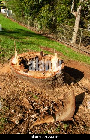 Bunya Pines, Araucaria bidwillii, wegen Krankheit und Fallgefahr entfernt. Malanda Queensland Australien. Stockfoto